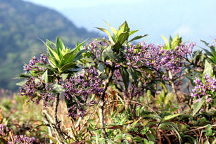 Hedyotis india